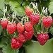 Photo (2000 Seeds)Perpetual Strawberry Four Seasons Strawberry Seeds for Planting04 review