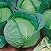 Photo Late Flat Dutch Cabbage Seeds (60+ Seed Package) review