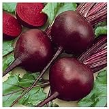 Everwilde Farms - 1 Lb Detroit Dark Red Beet Seeds - Gold Vault Photo, new 2024, best price $13.20 review