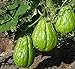 Foto Las plantas al aire libre Jardín ornamental Calabaza Semilla chayote Bonsai Planta de tiesto verde Frutas Verduras de la semilla de alta nutrición de 10 piezas revisión