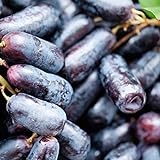 200 Stück schwarze Traubenkerne zum Anpflanzen, gentechnikfreie Traubenbaumsamen für die Gartensaat im Freien Foto, neu 2024, bester Preis 15,50 € Rezension