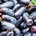 Foto 200 Stück schwarze Traubenkerne zum Anpflanzen, gentechnikfreie Traubenbaumsamen für die Gartensaat im Freien Rezension