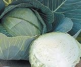Stone Head Hybrid Cabbage Seeds Photo, new 2024, best price $1.99 review
