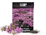 1,000 Creeping Thyme Seeds for Planting - Heirloom Non-GMO Ground Cover Seeds - AKA Breckland Thyme, Mother of Thyme, Wild Thyme, Thymus Serpyllum - Purple Flowers Photo, new 2024, best price $6.49 ($0.01 / Count) review
