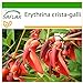 Foto SAFLAX - Árbol del coral - 6 semillas - Con sustrato estéril para cultivo - Erythrina crista galli revisión