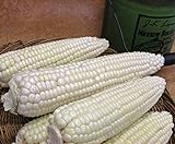 Corn, STOWELL'S Evergreen White Corn, Heirloom,20 Seeds, Delicious White Sweet Corn Photo, new 2024, best price $1.99 review