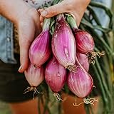 Long Red Florence Onion - 50 Seeds - Heirloom & Open-Pollinated Variety, Non-GMO Vegetable Seeds for Planting Outdoors in The Home Garden, Thresh Seed Company Photo, new 2024, best price $7.99 ($0.16 / Count) review