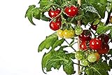 50 piezas de semillas de tomate cherry enano heirloom tomate rojo fruta fresca hortalizas semillas de jardín para plantar Foto, nuevo 2024, mejor precio 4,99 € revisión