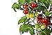 Foto 50 piezas de semillas de tomate cherry enano heirloom tomate rojo fruta fresca hortalizas semillas de jardín para plantar revisión