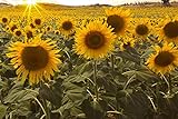 Dwarf Sunflower Seeds for Planting Photo, new 2024, best price $6.99 review
