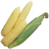 Burpee Early Sunglow Hybrid (SU) Corn Seeds 200 seeds Photo, new 2024, best price $6.05 ($0.03 / Count) review