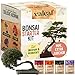 Foto valeaf Bonsai Starter Kit - SUMMER SALE - Züchten Sie Ihren eigenen Bonsai Baum - Anzuchtset inkl. 4 Sorten Bonsai Samen & Zubehör - für Anfänger - das ideale Geschenk zum Baum pflanzen Rezension