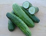 Cucumber Seeds- Straight Eight Heirloom- 100+ Seeds Photo, new 2024, best price $4.29 review