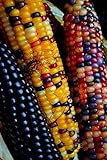 NIKA SEEDS - Vegetable Corn Montana Mix Heirloom for Salads - 50 Seeds Photo, new 2024, best price $8.95 ($0.18 / Count) review