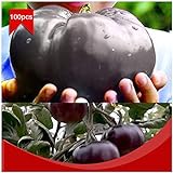 Portal Cool 100pcs / bolsa de carne de vaca gigante Negro híbridos de tomate Semillas orgánicos de la herencia del jardín del tomate Foto, nuevo 2024, mejor precio 4,99 € revisión