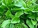 Photo 400+ French Sorrel Seeds- Heirloom Lettuce Herb- by Ohio Heirloom Seeds review