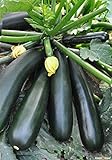 Seeds Zucchini Squash Black Beauty Vegetable for Planting Heirloom Non GMO Photo, new 2024, best price $7.99 review
