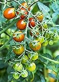 Moby Grape Tomato Seed Photo, new 2024, best price $6.95 review