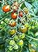 Photo Moby Grape Tomato Seed review