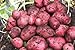 Photo Simply Seed - 5 LB - Red Pontiac Potato Seed - Non GMO - Naturally Grown - Order Now for Spring Planting review