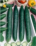 Burpless #26 Hybrid Cucumber Seeds - Cucumis Sativus - 0.5 Grams - Approx 18 Gardening Seeds - Vegetable Garden Seed Photo, new 2024, best price $2.99 review