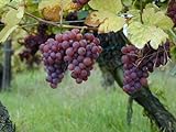 5 Samen von Vitis vinifera Gewurtztraminer WEIN Traubenkernen Foto, neu 2024, bester Preis 14,99 € Rezension