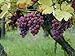 Foto 5 Samen von Vitis vinifera Gewurtztraminer WEIN Traubenkernen Rezension