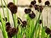 Photo Juncus Ensifolius - (10 Seeds) Dwarf Rush,Ornamental Grass, Swordleaf Rush. review