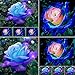Foto AchidistviQ 50 Unids Rare Pink Blue Rose Semillas Hermosa Flor Fragante Planta De Rosa Semillas De Plantas De Jardín Pot Bonsai Semillas De Flores Ornamentales Semillas de rosa azul rosa revisión