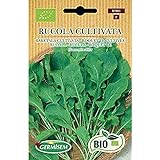 Germisem Orgánica Rucola Cultivata Semillas de Rúcula 6 g Foto, nuevo 2024, mejor precio 3,99 € revisión
