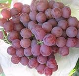 50 Stück Traubenkerne chinesische billig Obst Traubenkernen sehr süß leicht Fruchtsamen für zu Hause Garten Pflanzen wachsen Foto, neu 2024, bester Preis 14,99 € Rezension