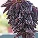 Foto yanbirdfx Blumen Samen für Garten und Balkon-50 Stück Seltene Finger Traubenkerne Fortgeschrittene Früchte Natürliches Wachstum Köstlicher Balkon Rezension