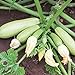 Foto Bianca di Trieste Zucchini Samen für ca. 10 Pflanzen - helle Früchte, ertragreich Rezension
