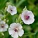 Photo Outsidepride Marsh Mallow Herb Plant Seed - 1000 Seeds review