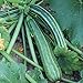 Foto Striato d`Italia Zucchini Samen für ca. 10 Pflanzen - gestreifte Früchte, guter Ertrag Rezension