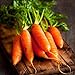 Photo Red Cored Chantenay Carrot Seeds, 1000 Heirloom Seeds Per Packet, Non GMO Seeds review