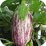 100 - Graines:. Listada de Gandia Aubergine Seeds - Striping Violet sur Le Blanc y !! Photo, nouveau 2024, meilleur prix 6,99 € examen