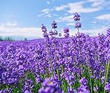 French Provence Lavender,Very Fragrant Bees Lavender,Perennial winterhardy Perennial 10000 Seeds Photo, new 2024, best price $10.65 ($0.00 / Count) review
