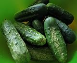 100+ Cucumber Seeds- Boston Pickling Heirloom Photo, new 2024, best price $3.99 review