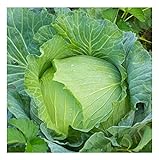 David's Garden Seeds Cabbage Early Jersey Wakefield 6632 (Green) 50 Non-GMO, Heirloom Seeds Photo, new 2024, best price $4.45 review