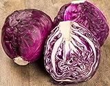 NIKA SEEDS - Vegetable Cabbage Purple - 150 Seeds Photo, new 2024, best price $6.95 ($0.05 / Count) review