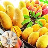 Mango, semillas 10Pcs / bolsa de mangos del árbol nutritivos Productivos Deliciosas frutas comestibles plántulas de la fruta por un jardín Foto, nuevo 2024, mejor precio 2,99 € revisión