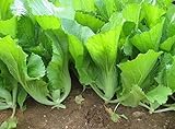 500 Indian Mustard Greens (GAI Choy, GAI Choi) Cabbage Seeds Photo, new 2024, best price $7.99 ($0.02 / Count) review