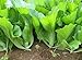 Photo 500 Indian Mustard Greens (GAI Choy, GAI Choi) Cabbage Seeds review