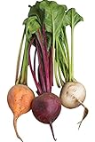 Burpee Three Color Blend Beet Seeds 200 seeds Photo, new 2024, best price $8.63 review