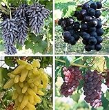 Natural Fruit Seeds Multi-Varieties Grape Seedsfruit Seeds 30Pcs Photo, new 2024, best price $7.89 review