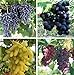 Photo Natural Fruit Seeds Multi-Varieties Grape Seedsfruit Seeds 30Pcs review