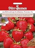 Großfrüchtige Erdbeeren Florian F1 Foto, neu 2024, bester Preis 3,99 € Rezension