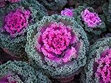 SeedsUP - 70+ Flowering Kale Ornamental Cabbage Fringed - Vegetable Mix Photo, new 2024, best price $6.93 ($0.10 / Count) review
