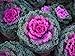 Photo SeedsUP - 70+ Flowering Kale Ornamental Cabbage Fringed - Vegetable Mix review